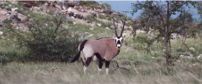 Etosha National Park zebra 202x84